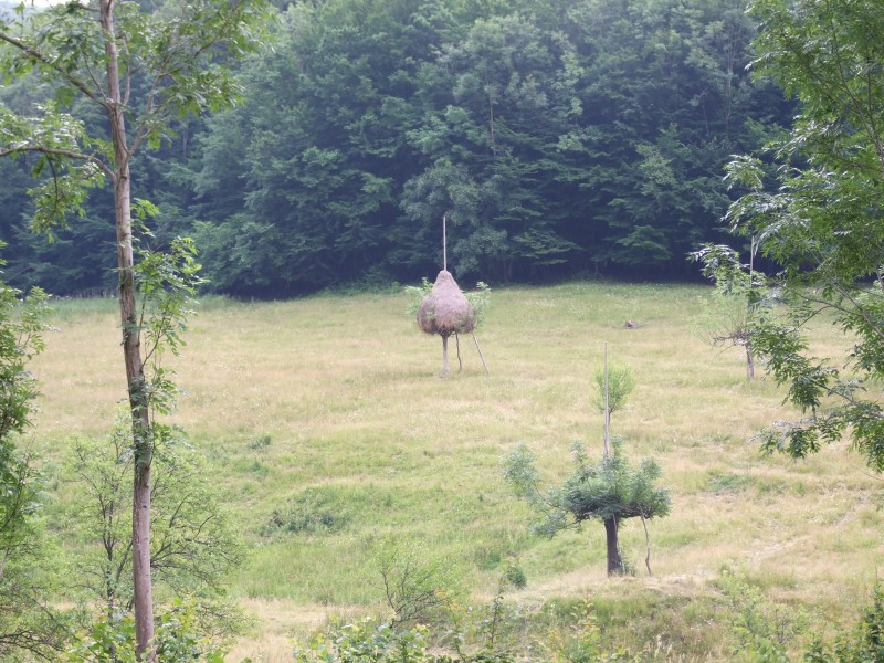 DSCF0193.JPG