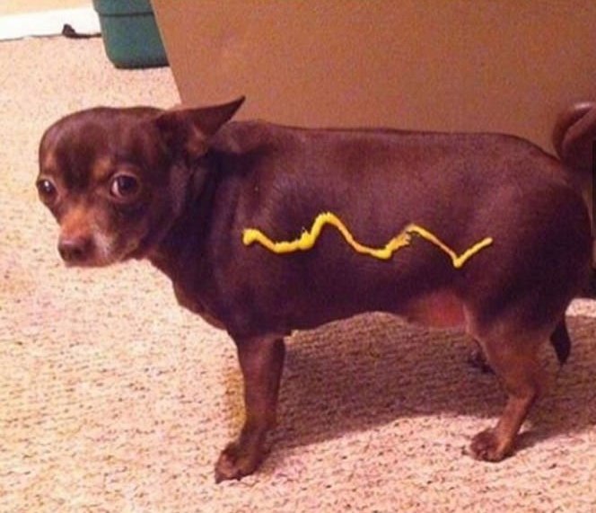 hotdog.jpg